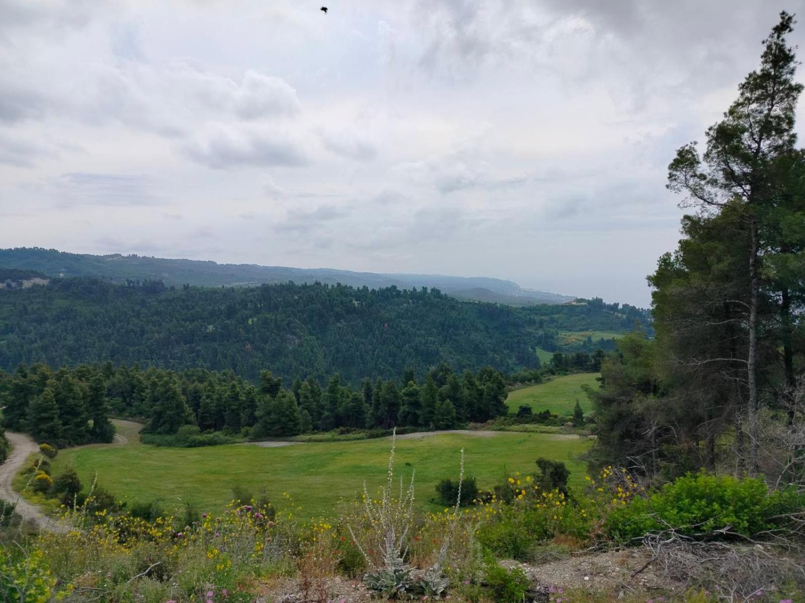 Dionysus View *