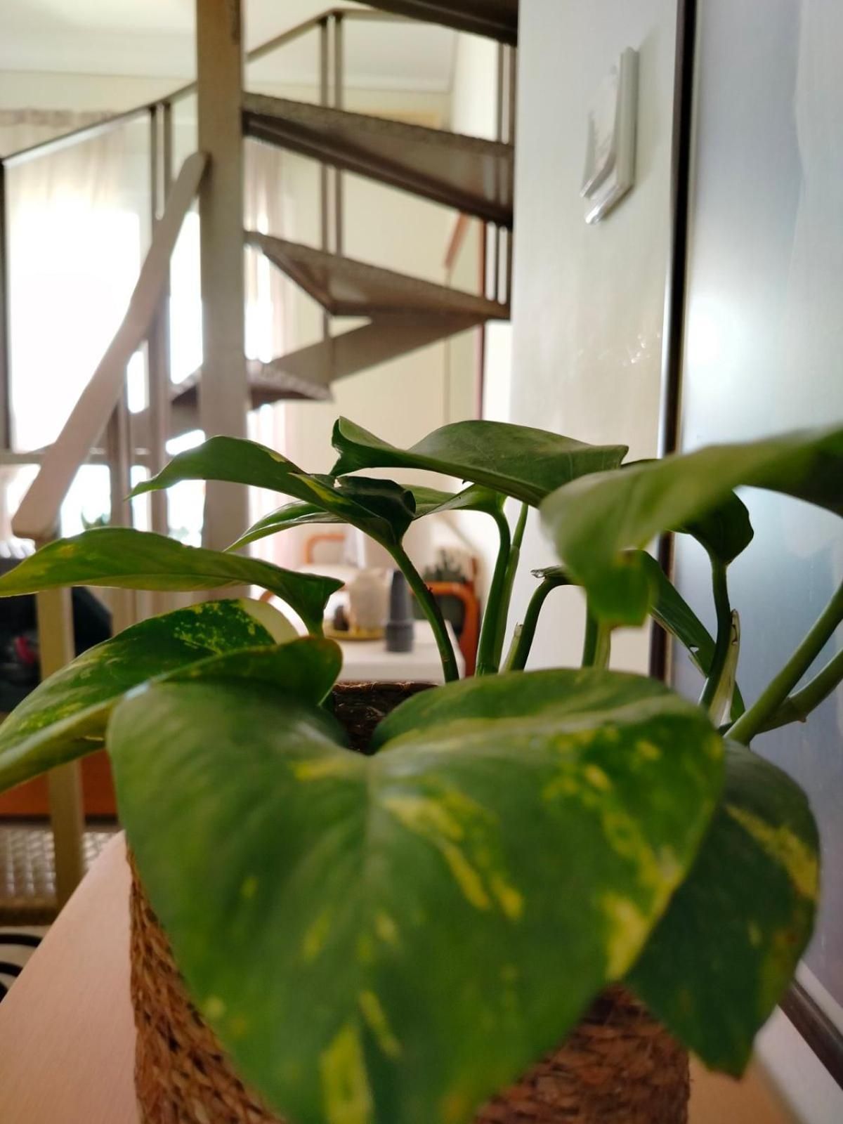 Dionysus View Apartment